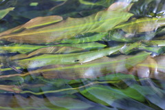 Potamogeton wrightii