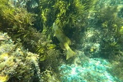 Olisthops cyanomelas