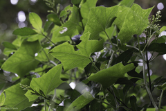 Hanburia oerstedii