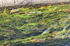 Potamogeton wrightii