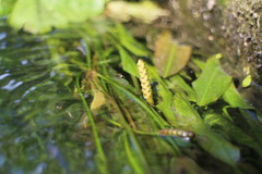 Potamogeton wrightii