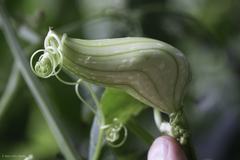 Hanburia oerstedii