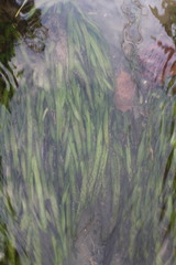 Vallisneria nana