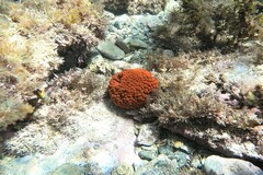 Phlyctenactis tuberculosa