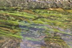 Potamogeton crispus