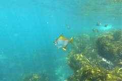 Schuettea scalaripinnis