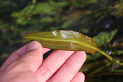 Potamogeton wrightii