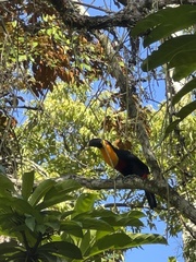 Ramphastos vitellinus