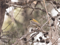Melithreptus affinis