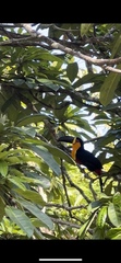 Ramphastos vitellinus