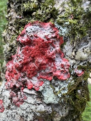 Herpothallon