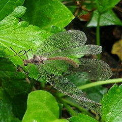 Glenoleon pulchellus