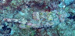 Scorpaena laevis