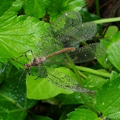 Glenoleon pulchellus