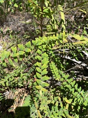 Melaleuca hypericifolia