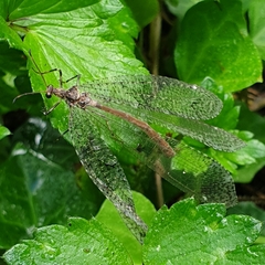 Glenoleon pulchellus