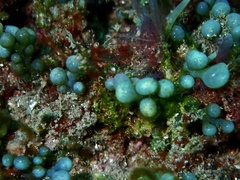 Caulerpa