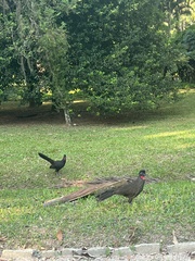 Penelope superciliaris