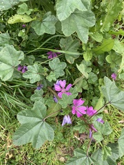 Malva sylvestris