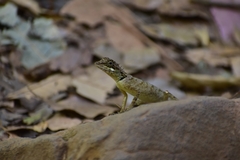 Monilesaurus ellioti