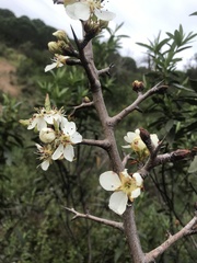 Pyrus