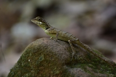 Monilesaurus ellioti