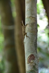 Monilesaurus ellioti