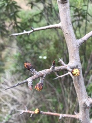 Pyrus