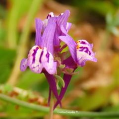 Linaria amethystea