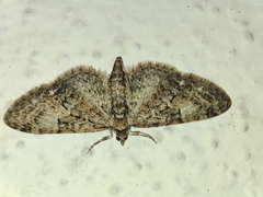 Eupithecia abbreviata