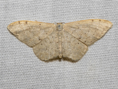 Idaea probleta