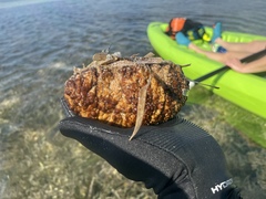 Holothuria mexicana