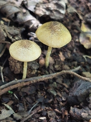 Xanthagaricus