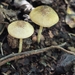 Xanthagaricus ochraceoluteus - Photo (c) Rouxne Botha, some rights reserved (CC BY-NC), uploaded by Rouxne Botha