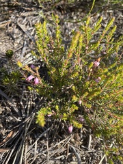 Erica nudiflora
