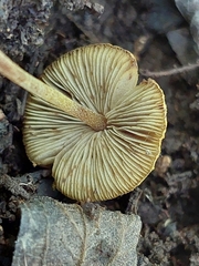 Xanthagaricus
