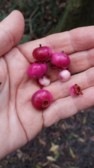 Syzygium crebrinerve