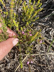 Erica nudiflora