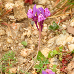 Linaria amethystea
