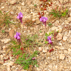 Linaria amethystea
