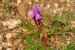Linaria amethystea
