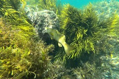 Olisthops cyanomelas