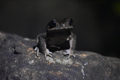 Duttaphrynus parietalis