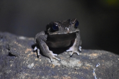 Duttaphrynus parietalis