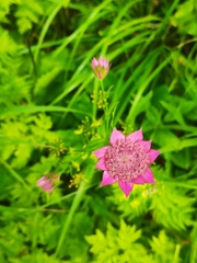 Astrantia maxima