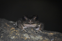 Duttaphrynus parietalis