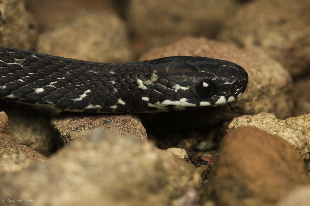Checkered Coffee Snake