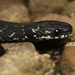 Cope's Coffee Snake - Photo (c) Ken-ichi Ueda, some rights reserved (CC BY), uploaded by Ken-ichi Ueda