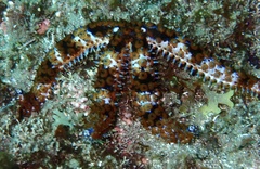 Coscinasterias tenuispina