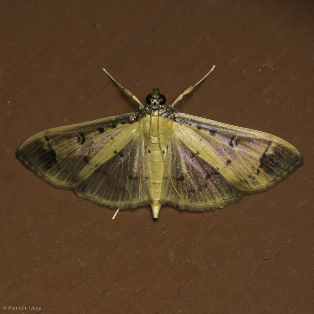 Eulepte concordalis